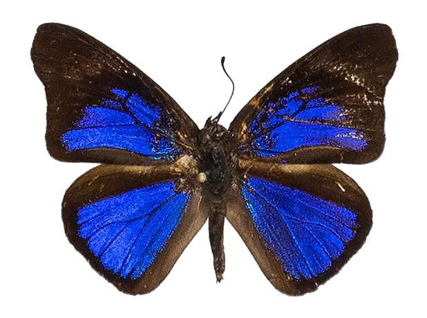 Epitola crowleyi congdoni — LYCAENIDAE/7 MINA AFRIKANSKA LYCAENIDER/Epitolini_DTR1185.jpg