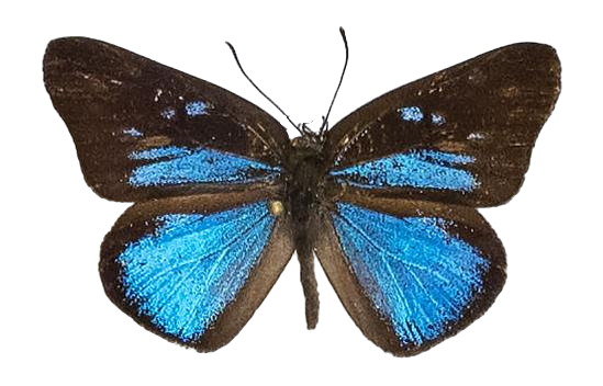 Epitola ceraunia — LYCAENIDAE/7 MINA AFRIKANSKA LYCAENIDER/Epitolini_DTR1185.jpg