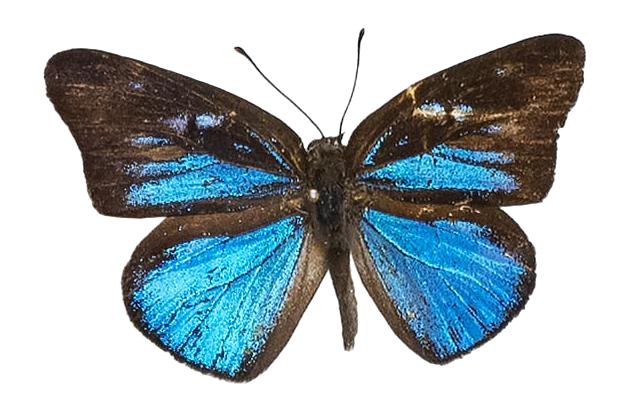 Epitola ceraunia — LYCAENIDAE/7 MINA AFRIKANSKA LYCAENIDER/Epitolini_DTR1185.jpg