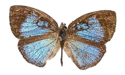 Epitola uniformis — LYCAENIDAE/7 MINA AFRIKANSKA LYCAENIDER/Epitolini_DTR1185.jpg