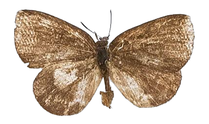 Epitola uniformis — LYCAENIDAE/7 MINA AFRIKANSKA LYCAENIDER/Epitolini_DTR1185.jpg