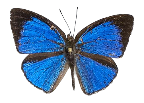 Epitola badura badura — LYCAENIDAE/7 MINA AFRIKANSKA LYCAENIDER/Epitolini_DTR1185.jpg