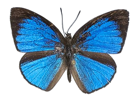 Epitola badura badura — LYCAENIDAE/7 MINA AFRIKANSKA LYCAENIDER/Epitolini_DTR1185.jpg