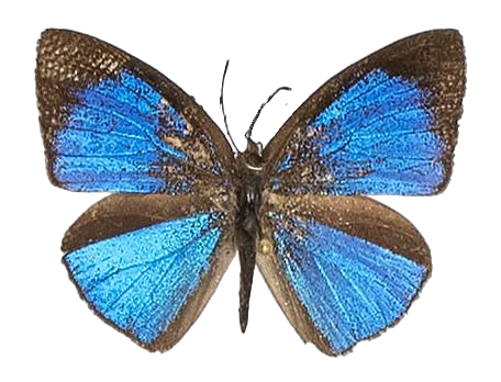 Epitola badura contracta — LYCAENIDAE/7 MINA AFRIKANSKA LYCAENIDER/Epitolini_DTR1185.jpg