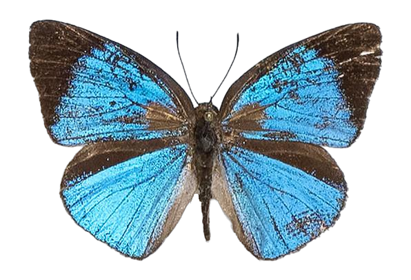 Epitola carcina — LYCAENIDAE/7 MINA AFRIKANSKA LYCAENIDER/Epitolini_DTR1185.jpg