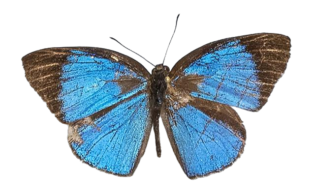 Epitola carcina — LYCAENIDAE/7 MINA AFRIKANSKA LYCAENIDER/Epitolini_DTR1185.jpg