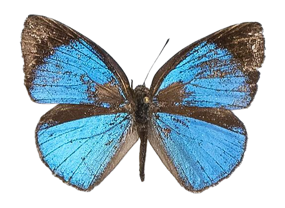 Epitola coerulea — LYCAENIDAE/7 MINA AFRIKANSKA LYCAENIDER/Epitolini_DTR1185.jpg