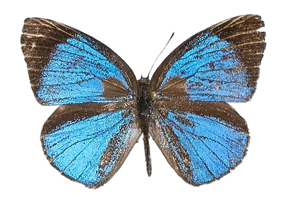 Epitola coerulea — LYCAENIDAE/7 MINA AFRIKANSKA LYCAENIDER/Epitolini_DTR1185.jpg