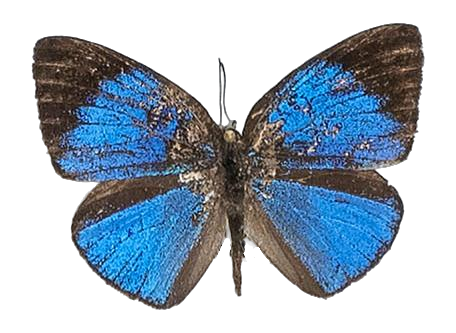Epitola cercenoides — LYCAENIDAE/7 MINA AFRIKANSKA LYCAENIDER/Epitolini_DTR1185.jpg
