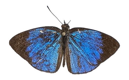 Epitola cercenoides — LYCAENIDAE/7 MINA AFRIKANSKA LYCAENIDER/Epitolini_DTR1185.jpg