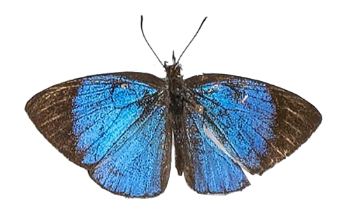 Epitola cercenoides — LYCAENIDAE/7 MINA AFRIKANSKA LYCAENIDER/Epitolini_DTR1185.jpg