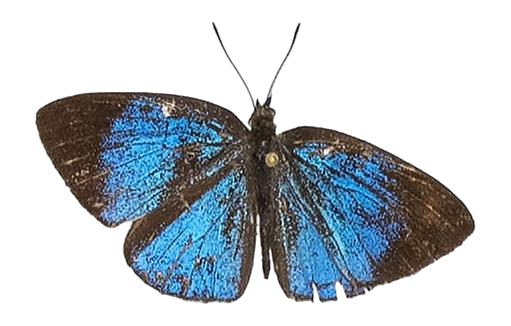 Epitola cercenoides — LYCAENIDAE/7 MINA AFRIKANSKA LYCAENIDER/Epitolini_DTR1185.jpg
