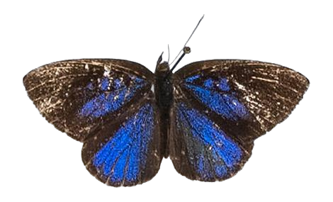Epitola catuna catuna — LYCAENIDAE/7 MINA AFRIKANSKA LYCAENIDER/Epitolini_DTR1185.jpg
