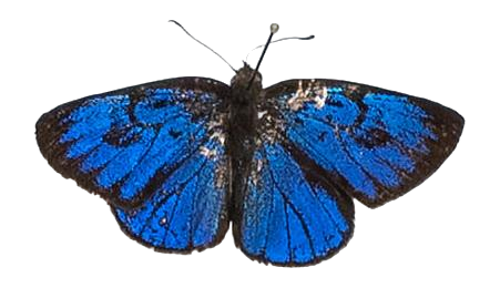 Hypophytala henleyi — LYCAENIDAE/7 MINA AFRIKANSKA LYCAENIDER/Epitolini_DTR1185.jpg