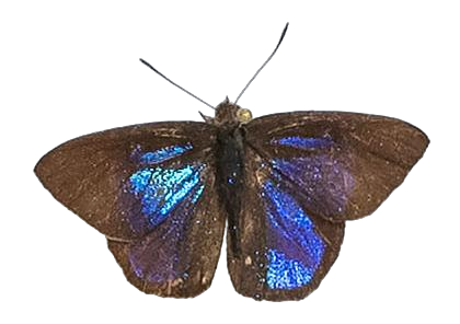 Iridana hypocala — LYCAENIDAE/7 MINA AFRIKANSKA LYCAENIDER/Epitolini_DTR1185.jpg