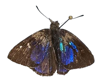 Iridana hypocala — LYCAENIDAE/7 MINA AFRIKANSKA LYCAENIDER/Epitolini_DTR1185.jpg
