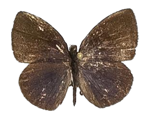 Epitolina dispar — LYCAENIDAE/7 MINA AFRIKANSKA LYCAENIDER/Epitolini_DTR1185.jpg