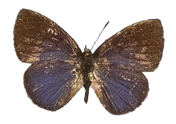 Epitolina dispar — LYCAENIDAE/7 MINA AFRIKANSKA LYCAENIDER/Epitolini_DTR1185.jpg