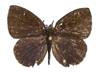 Epitolina dispar — LYCAENIDAE/7 MINA AFRIKANSKA LYCAENIDER/Epitolini_DTR1185.jpg