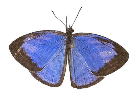 Powellana cottoni — LYCAENIDAE/7 MINA AFRIKANSKA LYCAENIDER/Epitolini_DTR1185.jpg