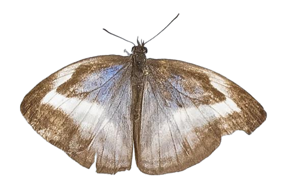Powellana cottoni — LYCAENIDAE/7 MINA AFRIKANSKA LYCAENIDER/Epitolini_DTR1185.jpg