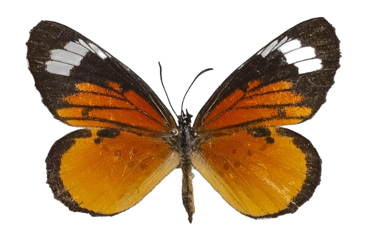 Mimacraea marshalli marshalli — LYCAENIDAE/7 MINA AFRIKANSKA LYCAENIDER/Lipteninae_DTR1181.jpg