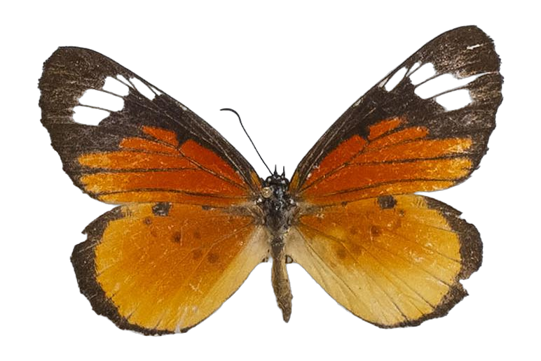 Mimacraea marshalli marshalli — LYCAENIDAE/7 MINA AFRIKANSKA LYCAENIDER/Lipteninae_DTR1181.jpg