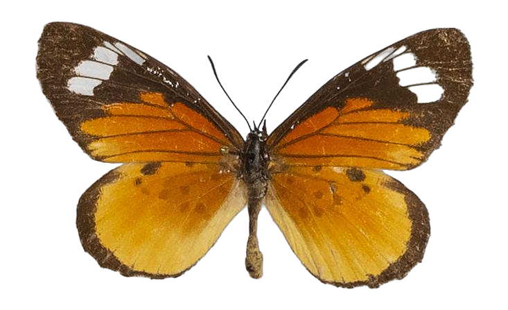 Mimacraea marshalli marshalli — LYCAENIDAE/7 MINA AFRIKANSKA LYCAENIDER/Lipteninae_DTR1181.jpg