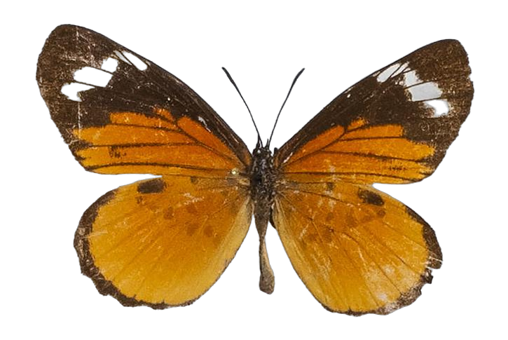 Mimacraea marshalli media — LYCAENIDAE/7 MINA AFRIKANSKA LYCAENIDER/Lipteninae_DTR1181.jpg