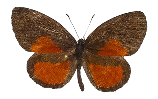 Mimeresia libentina libentina — LYCAENIDAE/7 MINA AFRIKANSKA LYCAENIDER/Lipteninae_DTR1181.jpg