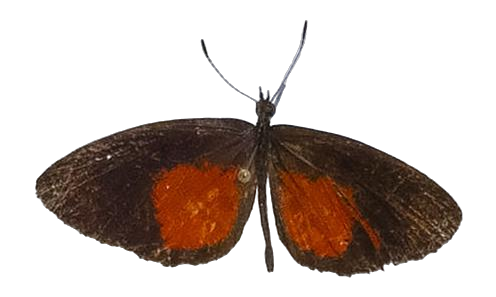 Mimeresia libentina libentina — LYCAENIDAE/7 MINA AFRIKANSKA LYCAENIDER/Lipteninae_DTR1181.jpg