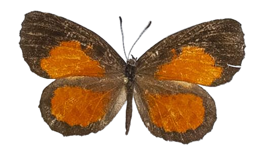 Mimeresia libentina libentina — LYCAENIDAE/7 MINA AFRIKANSKA LYCAENIDER/Lipteninae_DTR1181.jpg