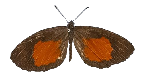 Mimeresia libentina libentina — LYCAENIDAE/7 MINA AFRIKANSKA LYCAENIDER/Lipteninae_DTR1181.jpg