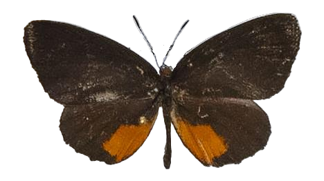 Mimeresia debora debora — LYCAENIDAE/7 MINA AFRIKANSKA LYCAENIDER/Lipteninae_DTR1181.jpg