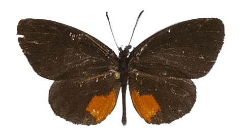 Mimeresia debora debora — LYCAENIDAE/7 MINA AFRIKANSKA LYCAENIDER/Lipteninae_DTR1181.jpg