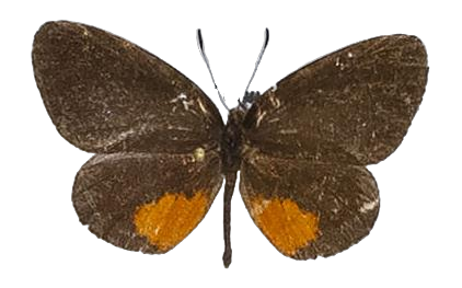 Mimeresia debora debora — LYCAENIDAE/7 MINA AFRIKANSKA LYCAENIDER/Lipteninae_DTR1181.jpg