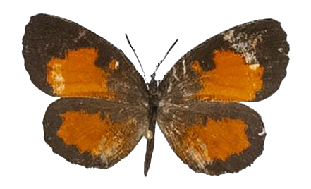 Mimeresia debora debora — LYCAENIDAE/7 MINA AFRIKANSKA LYCAENIDER/Lipteninae_DTR1181.jpg