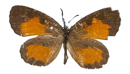 Mimeresia debora debora — LYCAENIDAE/7 MINA AFRIKANSKA LYCAENIDER/Lipteninae_DTR1181.jpg