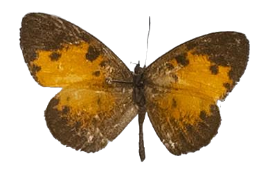 Mimeresia cellularis — LYCAENIDAE/7 MINA AFRIKANSKA LYCAENIDER/Lipteninae_DTR1181.jpg