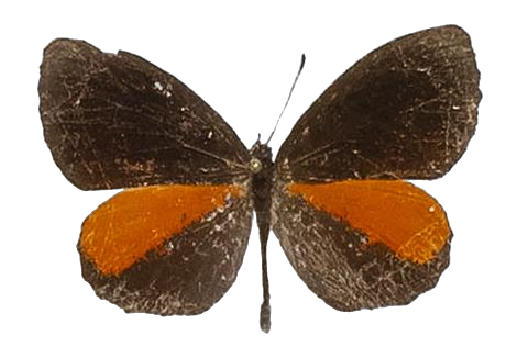 Eresiomera bicolor — LYCAENIDAE/7 MINA AFRIKANSKA LYCAENIDER/Lipteninae_DTR1181.jpg