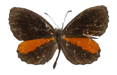 Eresiomera bicolor — LYCAENIDAE/7 MINA AFRIKANSKA LYCAENIDER/Lipteninae_DTR1181.jpg