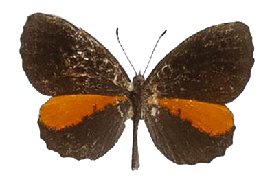 Eresiomera bicolor — LYCAENIDAE/7 MINA AFRIKANSKA LYCAENIDER/Lipteninae_DTR1181.jpg