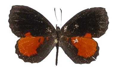 Eresiomera isca isca — LYCAENIDAE/7 MINA AFRIKANSKA LYCAENIDER/Lipteninae_DTR1181.jpg