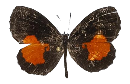 Pseuderesia ouesso — LYCAENIDAE/7 MINA AFRIKANSKA LYCAENIDER/Lipteninae_DTR1181.jpg