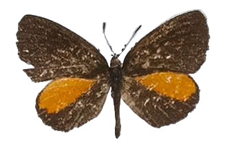 Eresina conradti — LYCAENIDAE/7 MINA AFRIKANSKA LYCAENIDER/Lipteninae_DTR1181.jpg