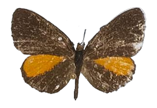 Eresina conradti — LYCAENIDAE/7 MINA AFRIKANSKA LYCAENIDER/Lipteninae_DTR1181.jpg