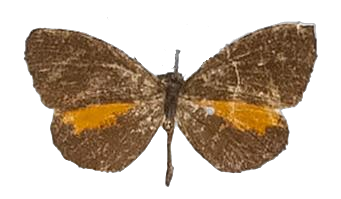 Eresina jacksoni — LYCAENIDAE/7 MINA AFRIKANSKA LYCAENIDER/Lipteninae_DTR1181.jpg
