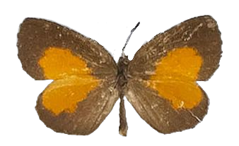 Eresina jacksoni — LYCAENIDAE/7 MINA AFRIKANSKA LYCAENIDER/Lipteninae_DTR1181.jpg