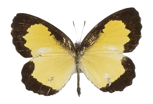 Citrinophila erastus erastus — LYCAENIDAE/7 MINA AFRIKANSKA LYCAENIDER/Lipteninae_DTR1181.jpg