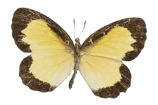 Citrinophila erastus erastus — LYCAENIDAE/7 MINA AFRIKANSKA LYCAENIDER/Lipteninae_DTR1181.jpg